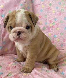 Adorable English bulldog puppies
