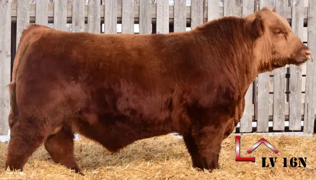 Yearling and 2 Year Old Red Angus Bulls