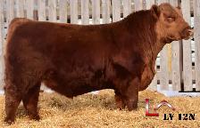 Yearling and 2 Year Old Red Angus Bulls - Photo 2