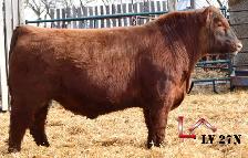 Yearling and 2 Year Old Red Angus Bulls - Photo 3