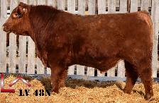 Yearling and 2 Year Old Red Angus Bulls - Photo 4