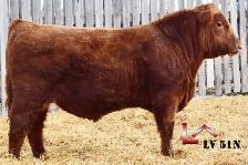 Yearling and 2 Year Old Red Angus Bulls - Photo 5