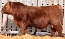 Yearling and 2 Year Old Red Angus Bulls - Photo 6