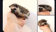 ♥Choose: Snowflake/Pinto/Cinnamon Baby boy hedgehogs! Habitats D