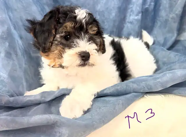 Magnifiques petits caniches toy croisés bichon matais