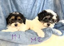 Magnifiques petits caniches toy croisés bichon matais - Photo 2