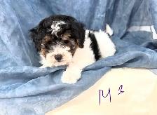 Magnifiques petits caniches toy croisés bichon matais - Photo 3