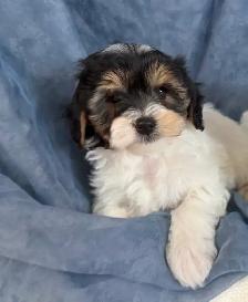 Magnifiques petits caniches toy croisés bichon matais - Photo 5