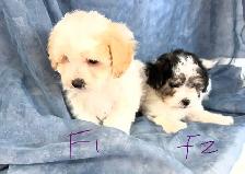Magnifiques petits caniches toy croisés bichon matais - Photo 6