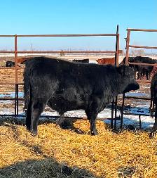 Dexter/Lowline calves for sale