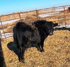 Dexter/Lowline calves for sale - Photo 2