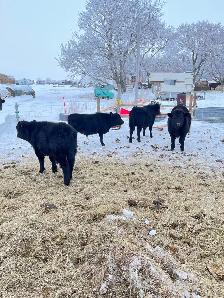 Dexter/Lowline calves for sale - Photo 3