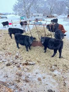 Dexter/Lowline calves for sale - Photo 4