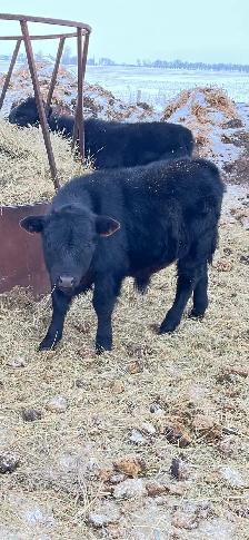 Dexter/Lowline calves for sale - Photo 5