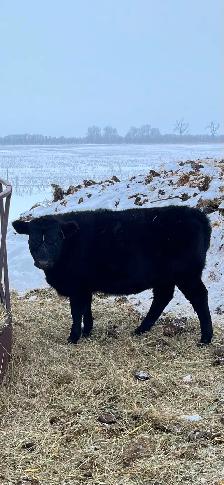 Dexter/Lowline calves for sale - Photo 6