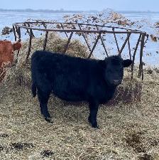 Dexter/Lowline calves for sale - Photo 7