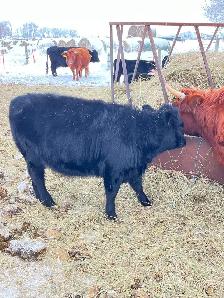 Dexter/Lowline calves for sale - Photo 8