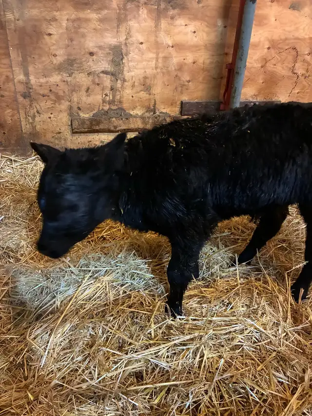 calf for sale