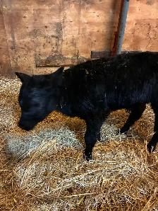 calf for sale