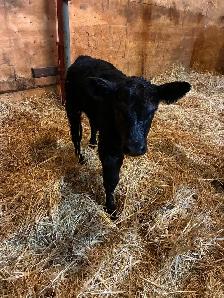calf for sale - Photo 2