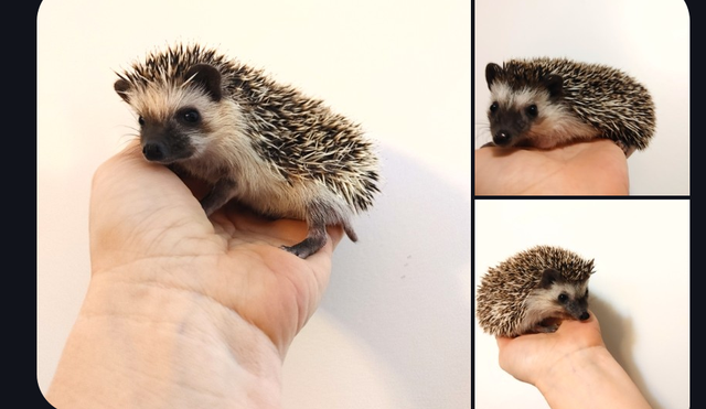♥Choose: Snowflake/Pinto/Cinnamon Baby boy hedgehogs! Habitats D