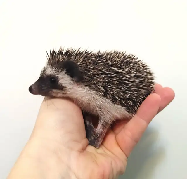 ♥ Introducing Kiki! Dark mask chocolate baby girl hedgehog. Habi
