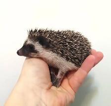 ♥ Introducing Kiki! Dark mask chocolate baby girl hedgehog. Habi