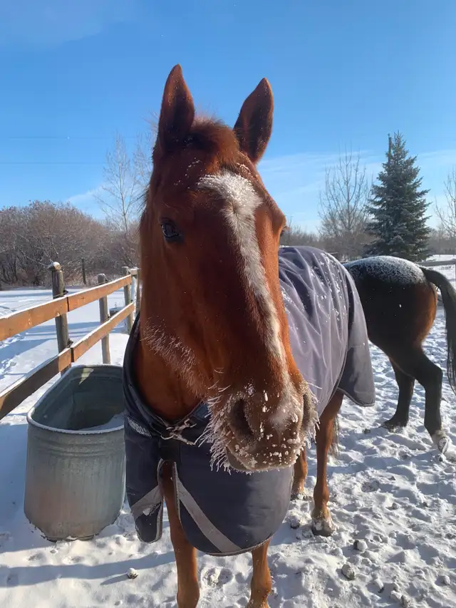 Horse Board -APRIL 1ST - $290/month -  10 min. south of Calgary