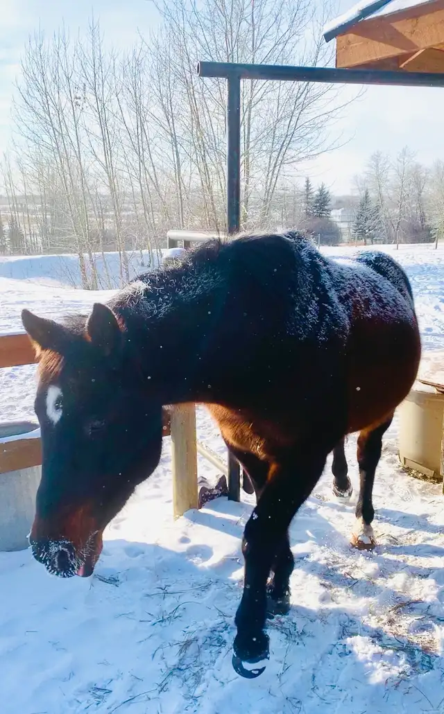 Horse Board -APRIL 1ST - $290/month -  10 min. south of Calgary - Photo 2