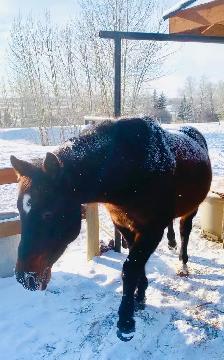 Horse Board -APRIL 1ST - $290/month -  10 min. south of Calgary - Photo 2