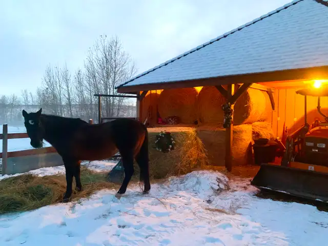 Horse Board -APRIL 1ST - $290/month -  10 min. south of Calgary - Photo 3