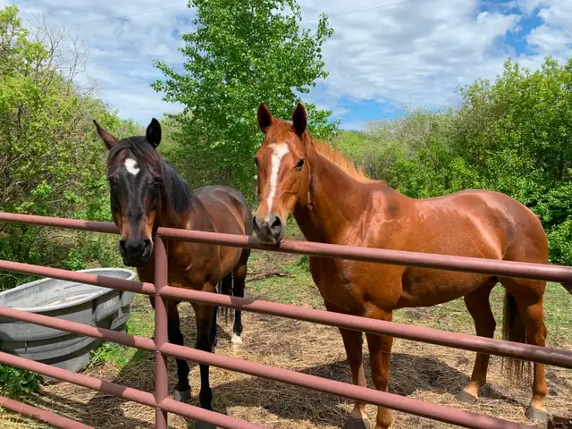 Horse Board -APRIL 1ST - $290/month -  10 min. south of Calgary - Photo 5