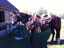 Horse Board -APRIL 1ST - $290/month -  10 min. south of Calgary - Photo 8