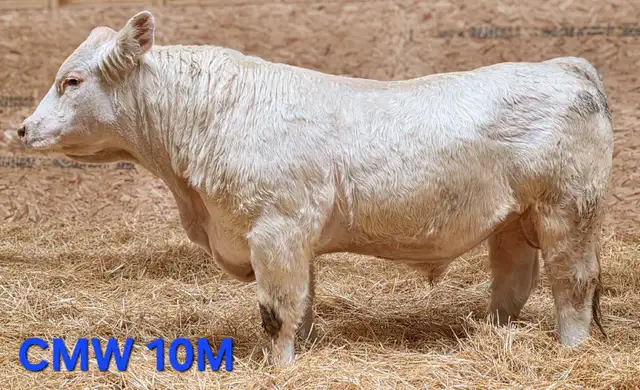 Charolais Bulls for Sale
