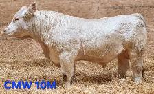 Charolais Bulls for Sale