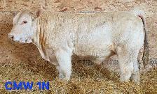 Charolais Bulls for Sale - Photo 2