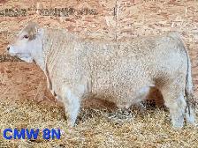 Charolais Bulls for Sale - Photo 3