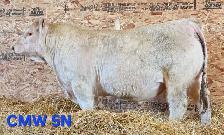 Charolais Bulls for Sale - Photo 4