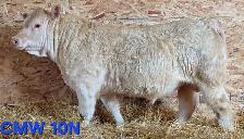 Charolais Bulls for Sale - Photo 5