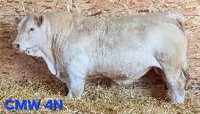 Charolais Bulls for Sale - Photo 6