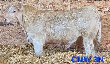 Charolais Bulls for Sale - Photo 7