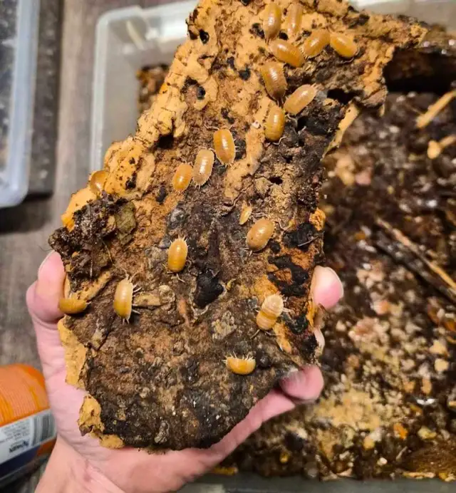 Isopod Sale - Photo 2