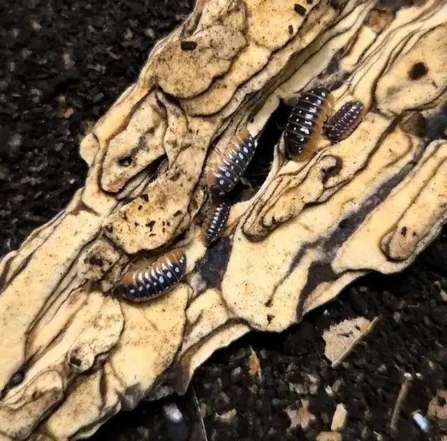 Isopod Sale - Photo 3