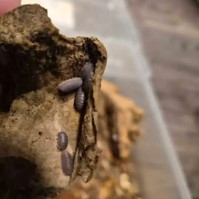 Isopod Sale - Photo 4