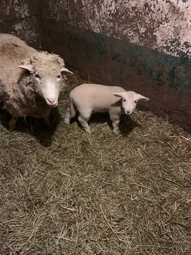 Lamb for sale