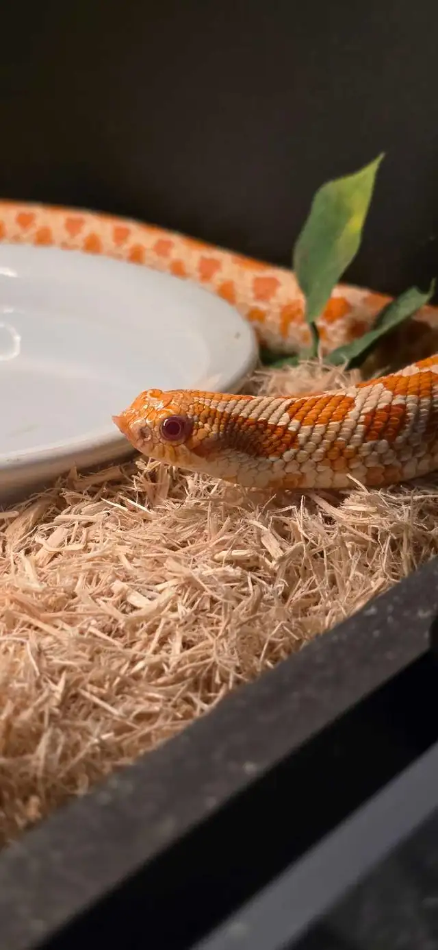 High Red Albino Hognose