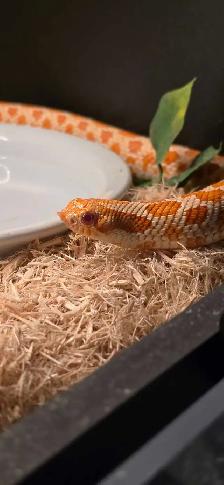 High Red Albino Hognose