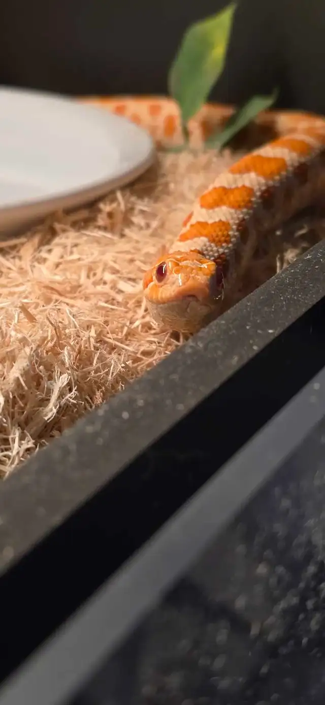 High Red Albino Hognose - Photo 2