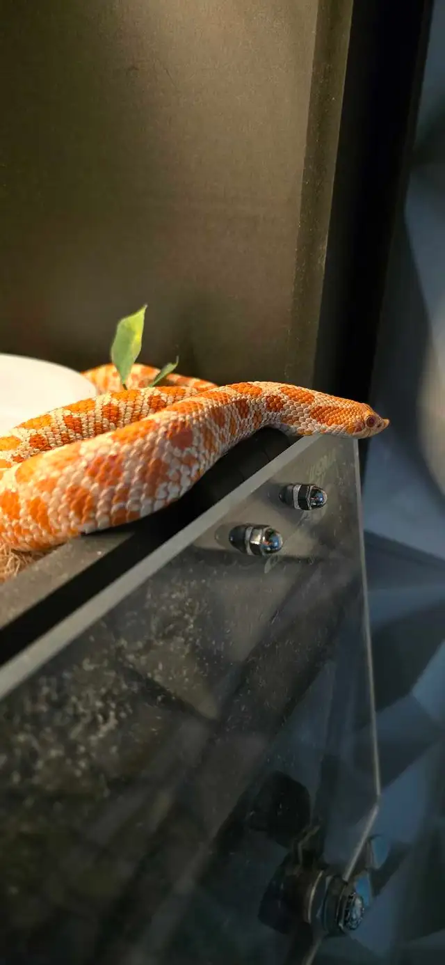 High Red Albino Hognose - Photo 3