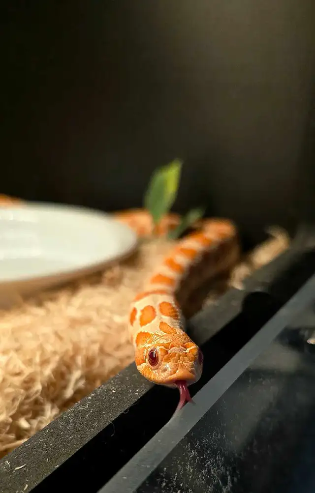 High Red Albino Hognose - Photo 4